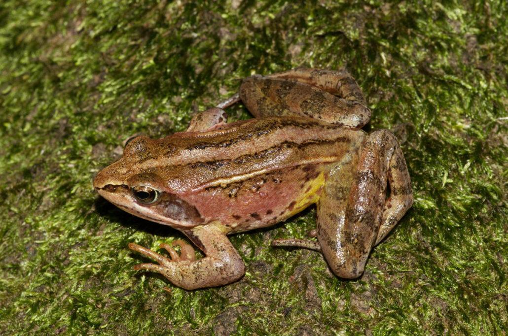 Moorfrosch
