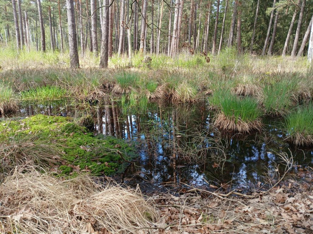 Moorfroschlaichgewässer im Pennewitzer Teichgebiet