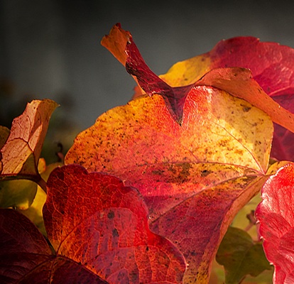 Herbst_400