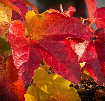 herbstblätter_400